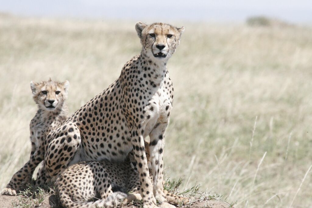 Cheetah