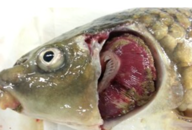 Koi Herpesvirus